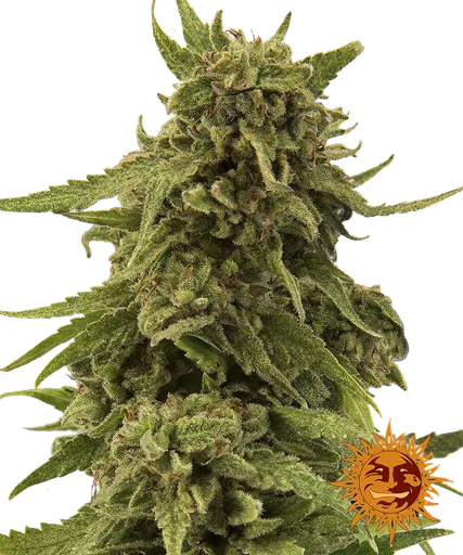 Critical Cure CBD