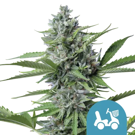 Fast Eddy CBD