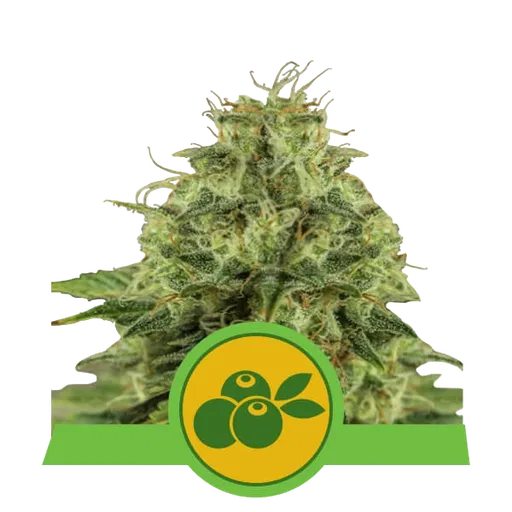 Haze Berry