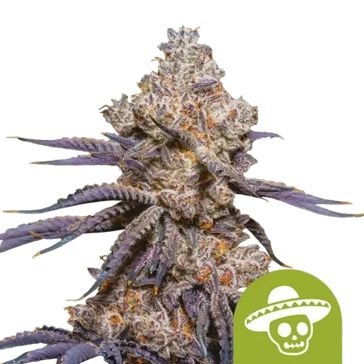 Mexican Rush