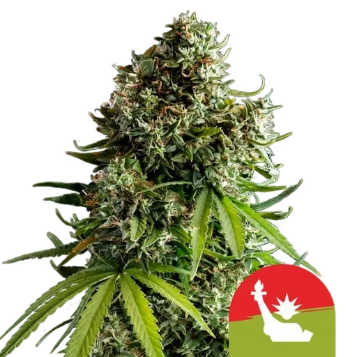 NYC Sour D