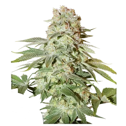 Power Plant