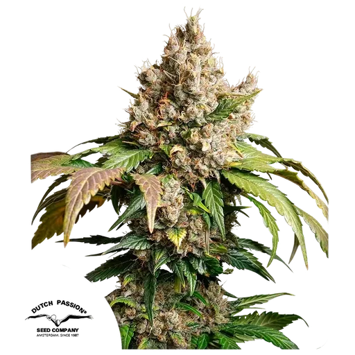 Red Tropicana Cookies