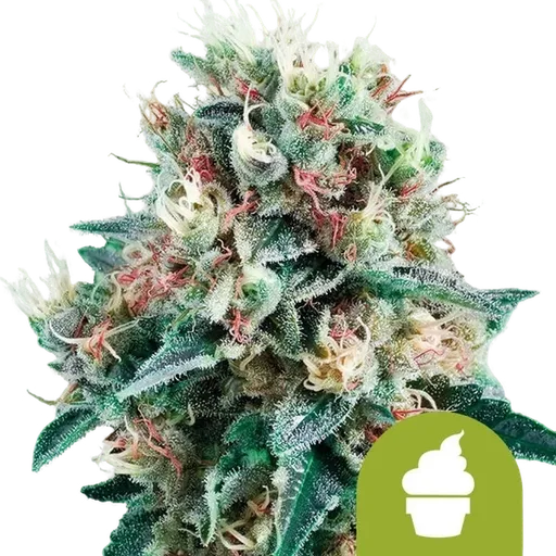 Royal Creamatic