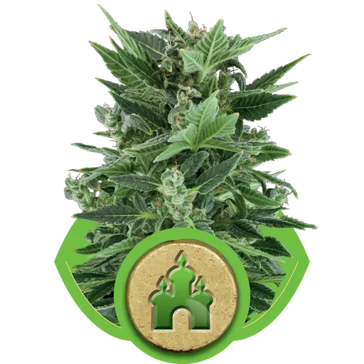 Royal Kush