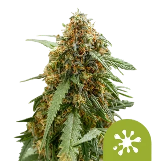 Sticky Queen