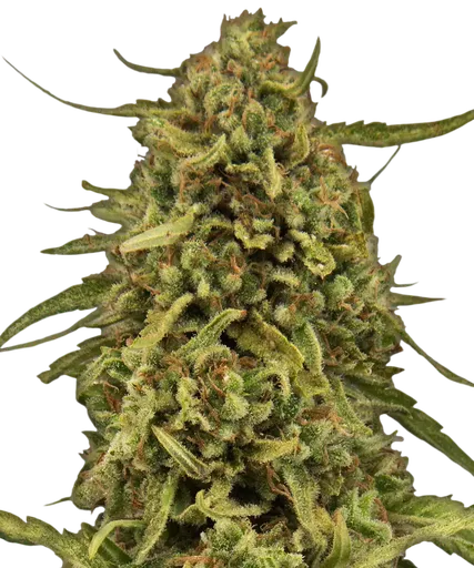 Widow Remedy