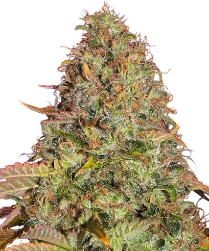 Zkittlez OG