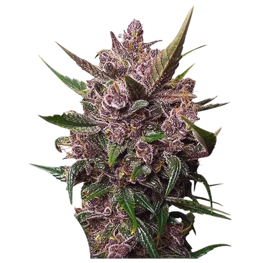 Blackberry Kush