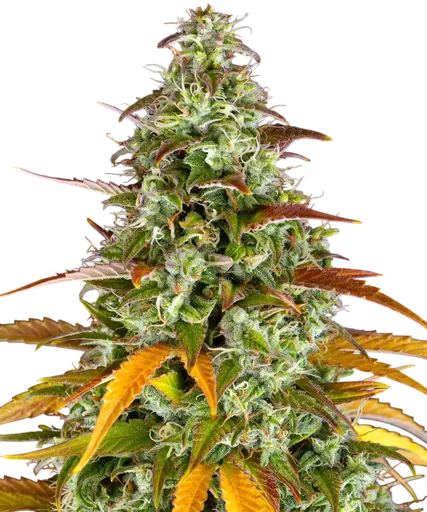 Watermelon Zkittlez