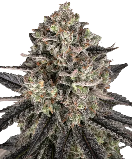 Blue Dream