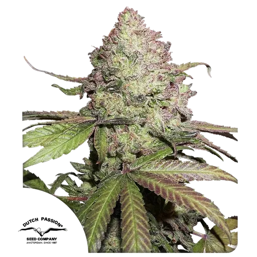 Charlottes Angel CBD
